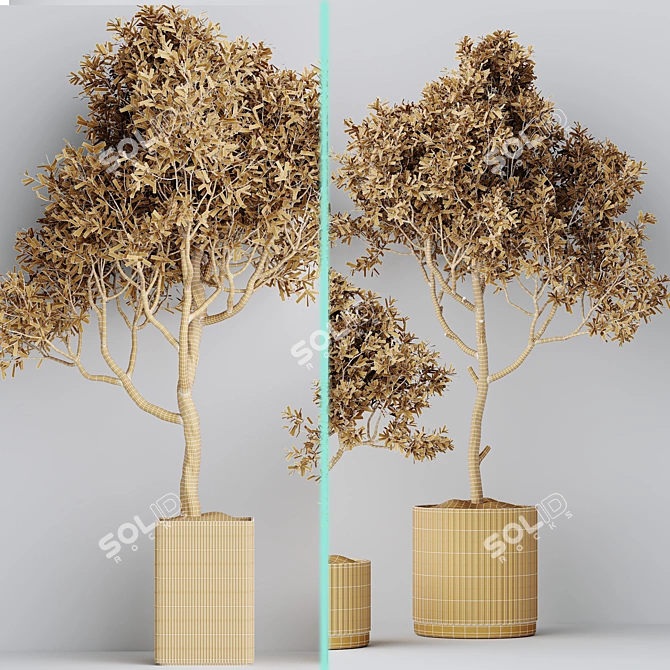 Luxury Indoor Olive Tree Set 3D model image 6