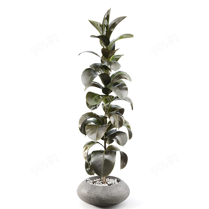 Serene Rubber Tree 047 3D model image 3