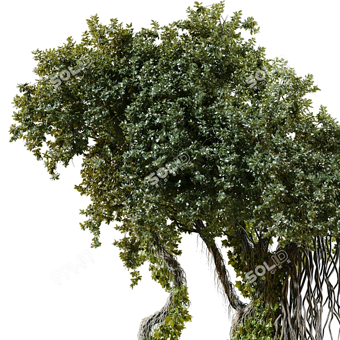 Jungle Tree Plant Separated Parts 3D model image 4