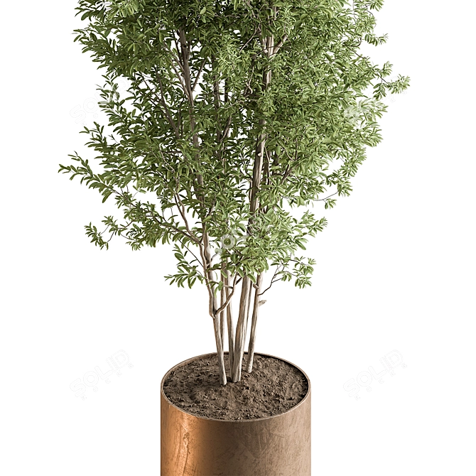 Evergreen Tree in Planter 739 3D model image 2