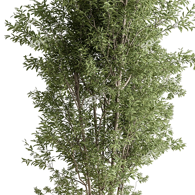 Evergreen Tree in Planter 739 3D model image 3