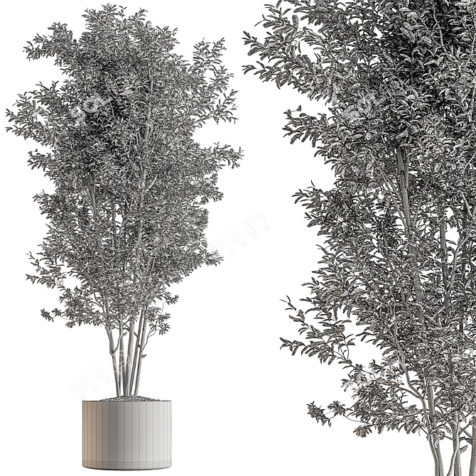 Evergreen Tree in Planter 739 3D model image 4
