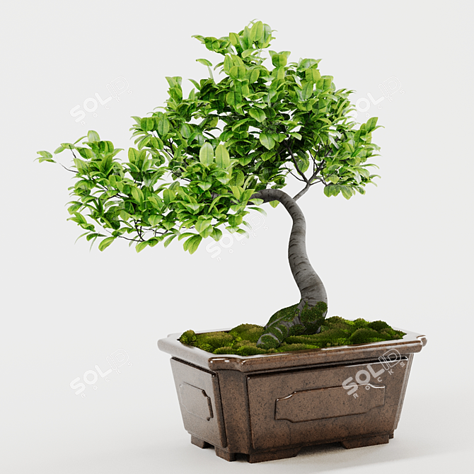 Bonsai Plant 3D Model Render 3D model image 4