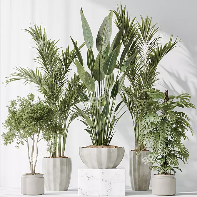 Multifoliage Indoor Plant Set 3D model image 2