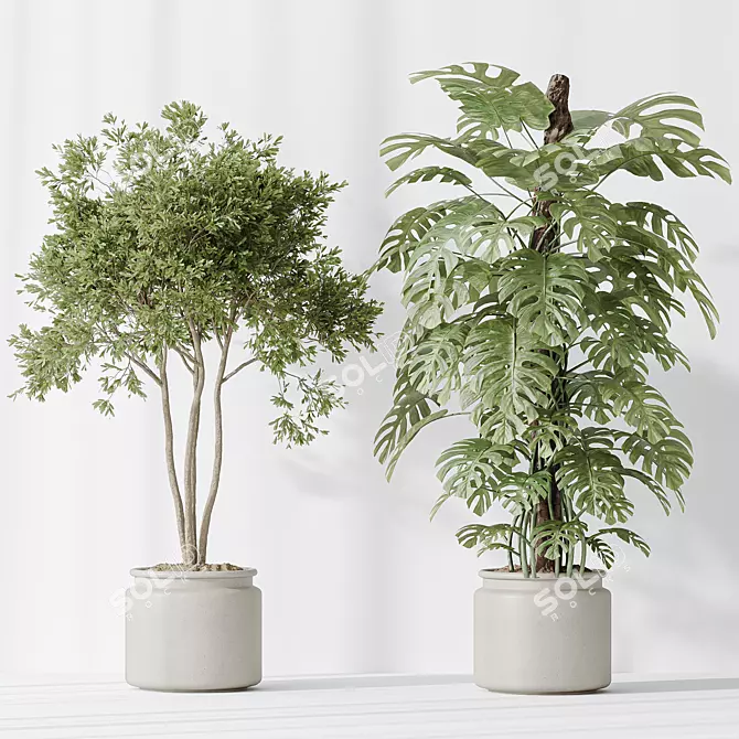 Multifoliage Indoor Plant Set 3D model image 4