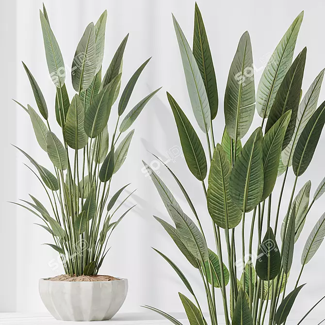 Multifoliage Indoor Plant Set 3D model image 5