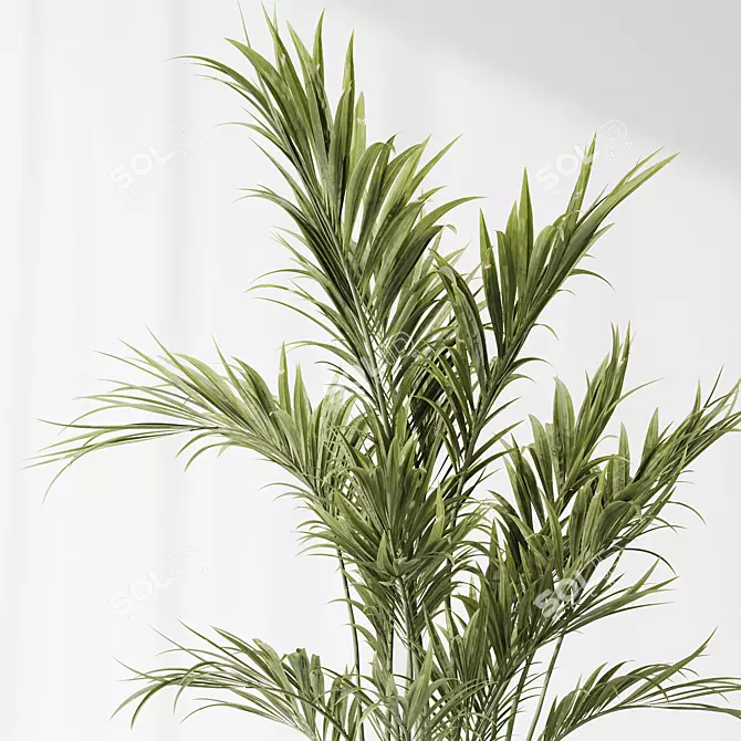 Multifoliage Indoor Plant Set 3D model image 6