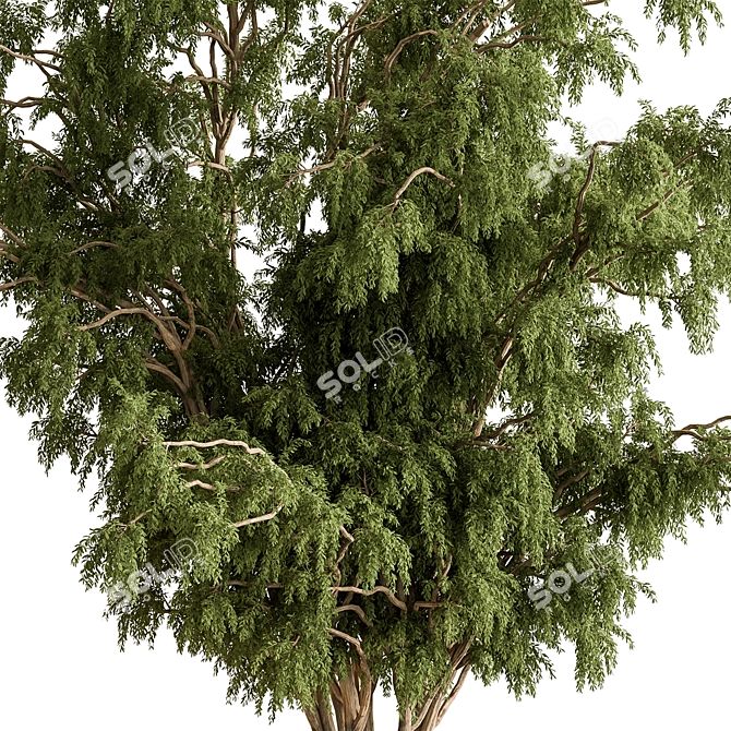 Tree in Pot: Indoor 740 3D model image 3