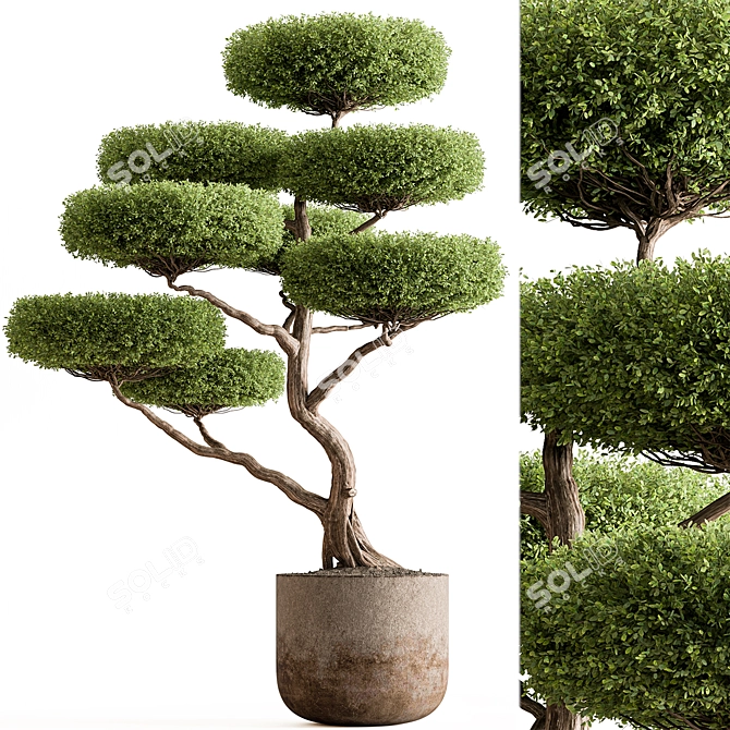 Topiary Ball Plant for Outdoors 3D model image 1