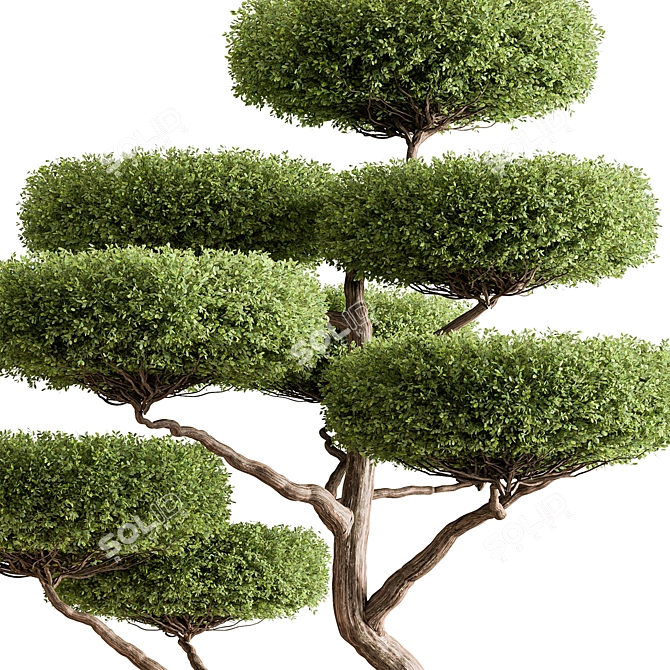 Topiary Ball Plant for Outdoors 3D model image 2