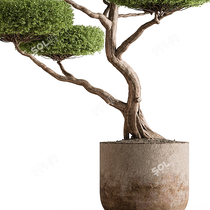 Topiary Ball Plant for Outdoors 3D model image 3