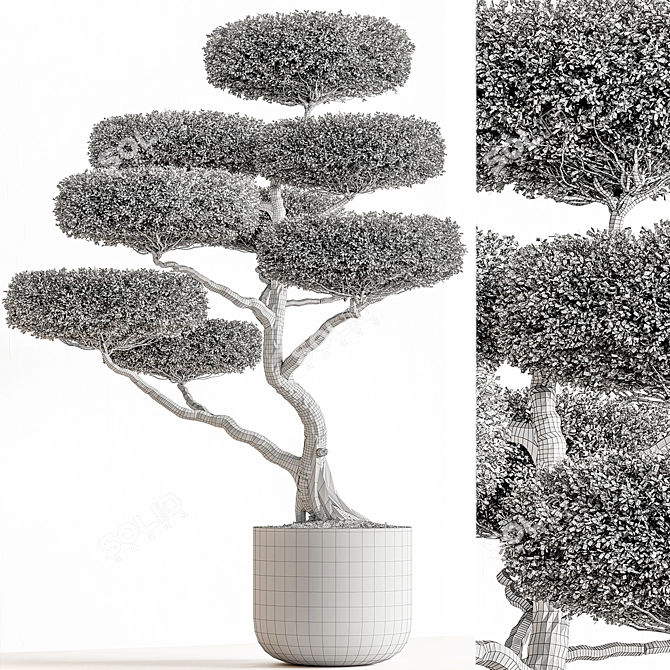Topiary Ball Plant for Outdoors 3D model image 4