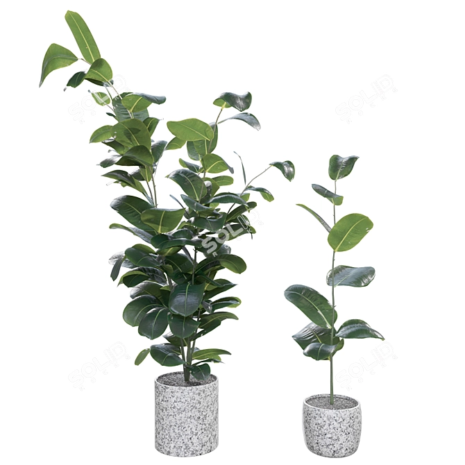 Rubber Ficus Potted 3D Model 3D model image 1