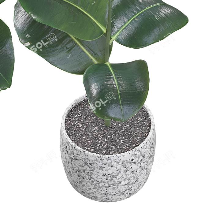 Rubber Ficus Potted 3D Model 3D model image 2