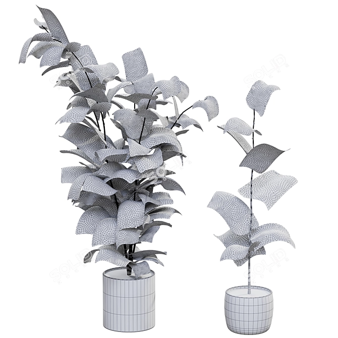 Rubber Ficus Potted 3D Model 3D model image 3