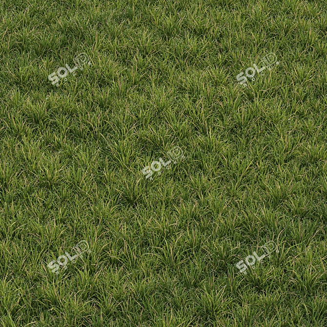 Chaos Scatter Lawn Grass Mesh 3D model image 3