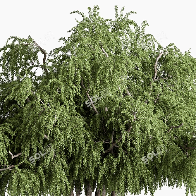 Natural Willow Bush Set 145 3D model image 2
