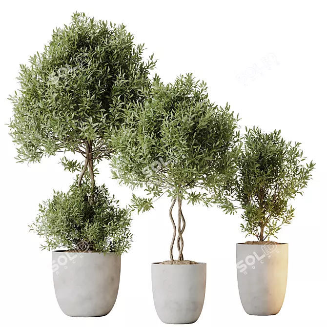 Elegant Olive Trees Set 3 3D model image 1