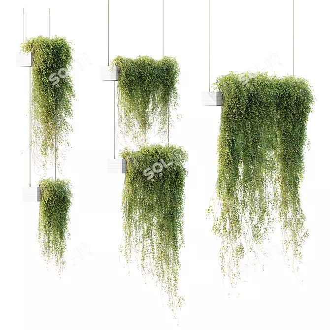 Succulent Hanging Plant Set 3-Pack 3D model image 1