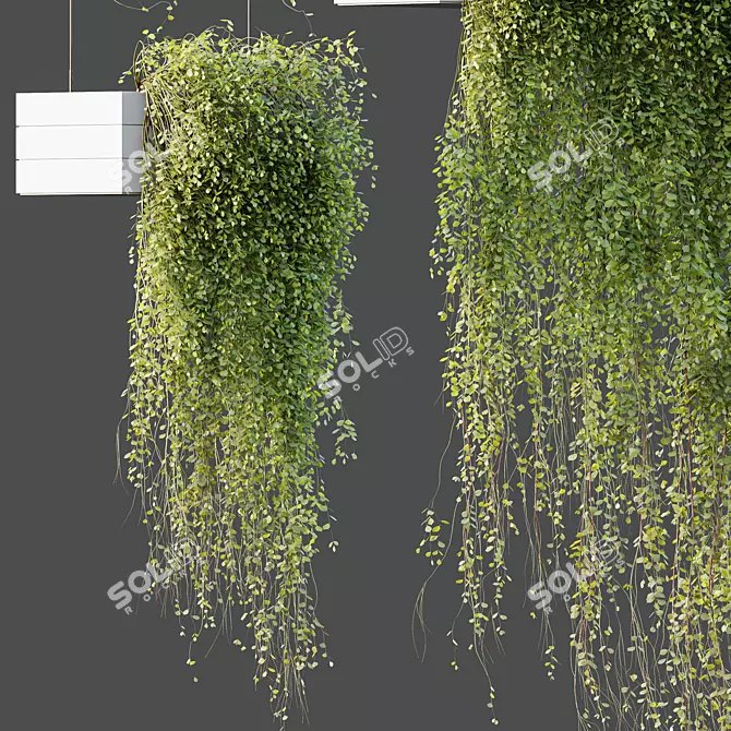 Succulent Hanging Plant Set 3-Pack 3D model image 2