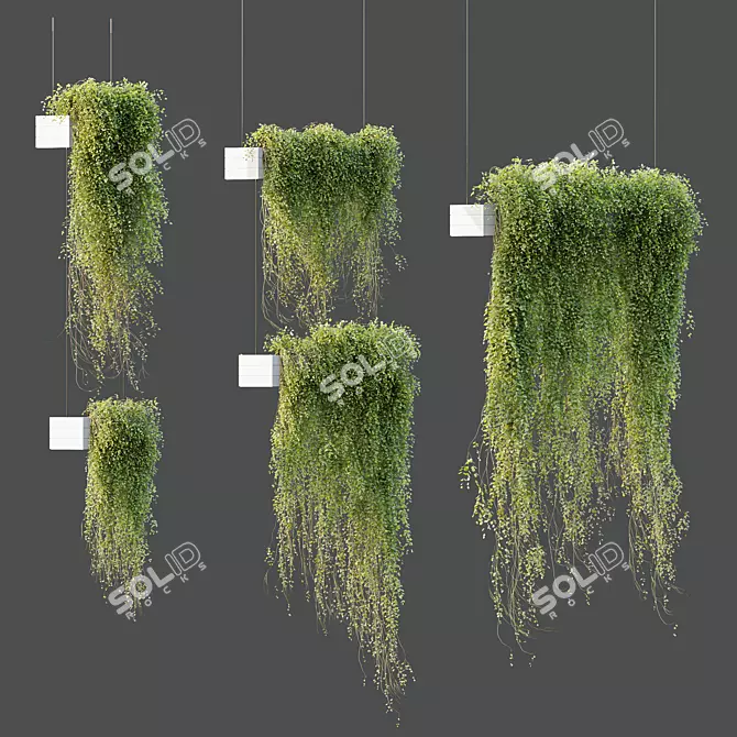 Succulent Hanging Plant Set 3-Pack 3D model image 4