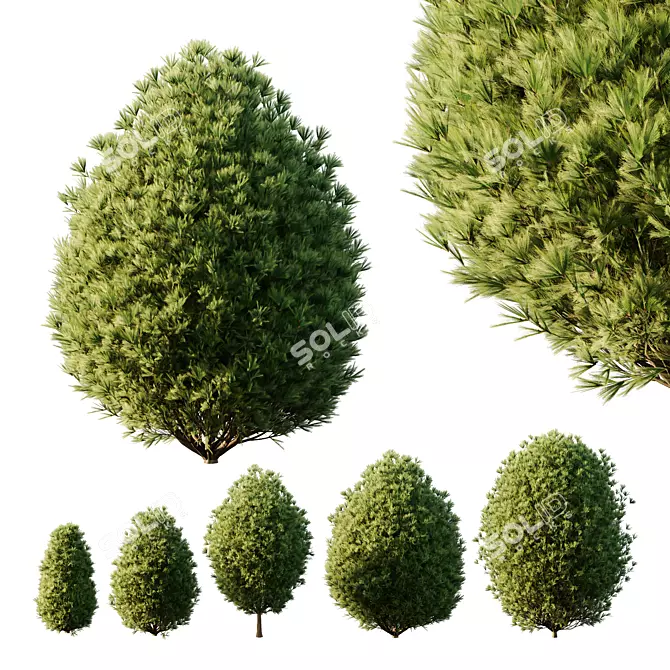 Mugo Bush02: Realistic 3D Pine 3D model image 1