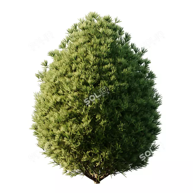 Mugo Bush02: Realistic 3D Pine 3D model image 3