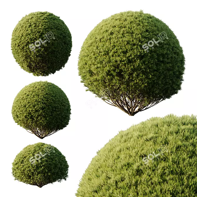 Pine Bush 3D Models Bundle 3D model image 1