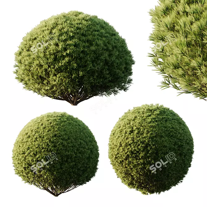 Pine Bush 3D Models Bundle 3D model image 2