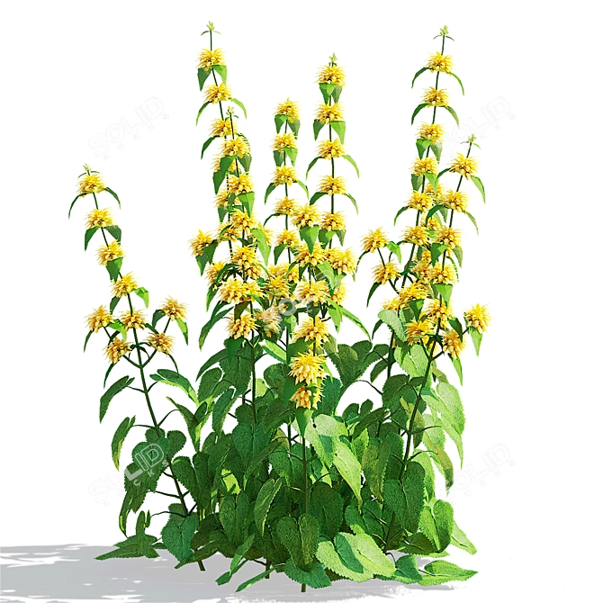 Phlomis russeliana Flower Set | 3D Model 3D model image 2