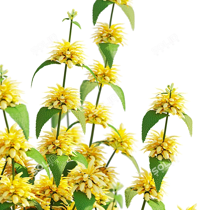 Phlomis russeliana Flower Set | 3D Model 3D model image 4