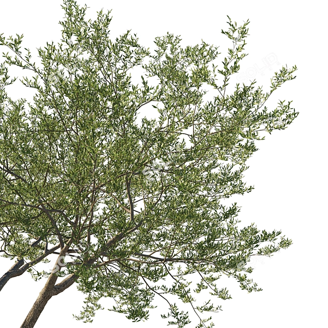  Coast Live Oak Tree Model 3D model image 3