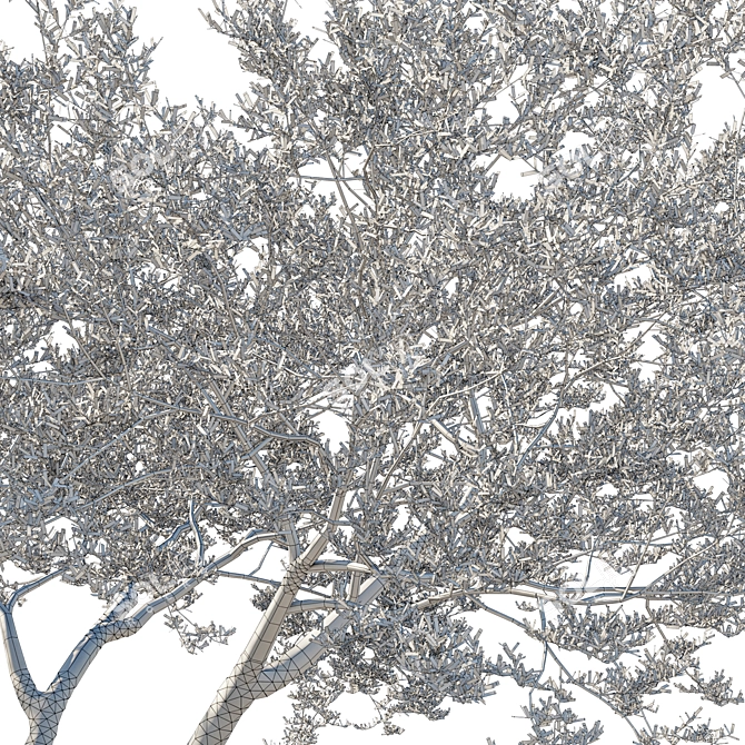  Coast Live Oak Tree Model 3D model image 4