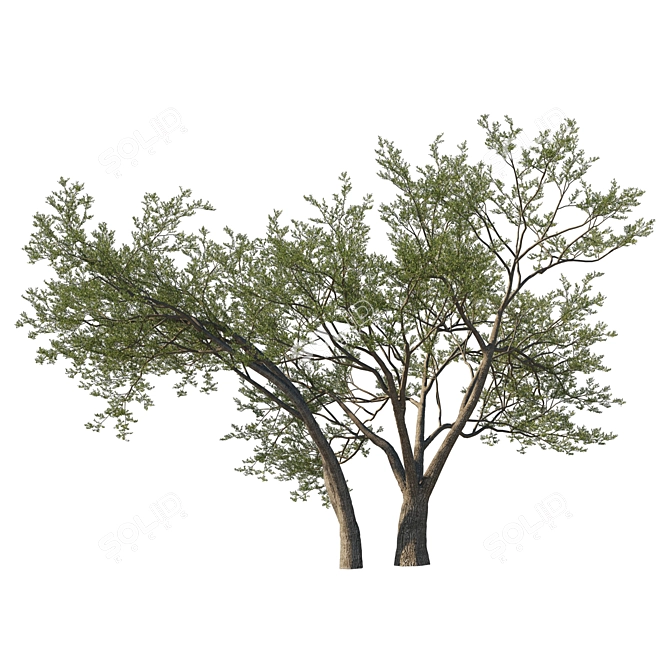 Coast Live Oak Tree Model 3D model image 2