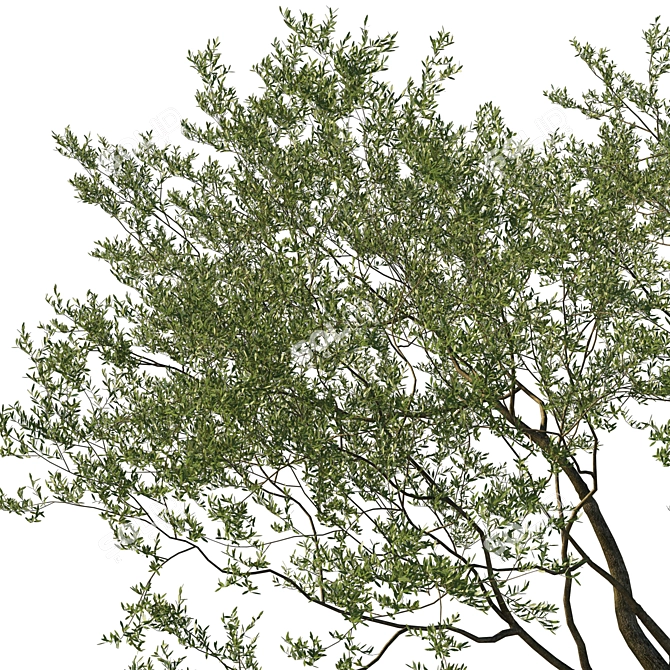 Coast Live Oak Tree Model 3D model image 3