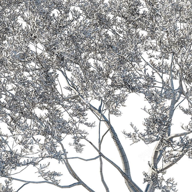 Coast Live Oak Tree Model 3D model image 4