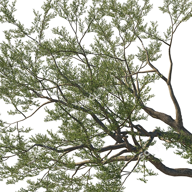 Coast Live Oak Tree Model 3D model image 3