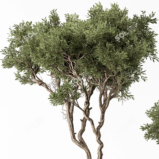 626 Outdoor Tree in Pot 3D model image 4