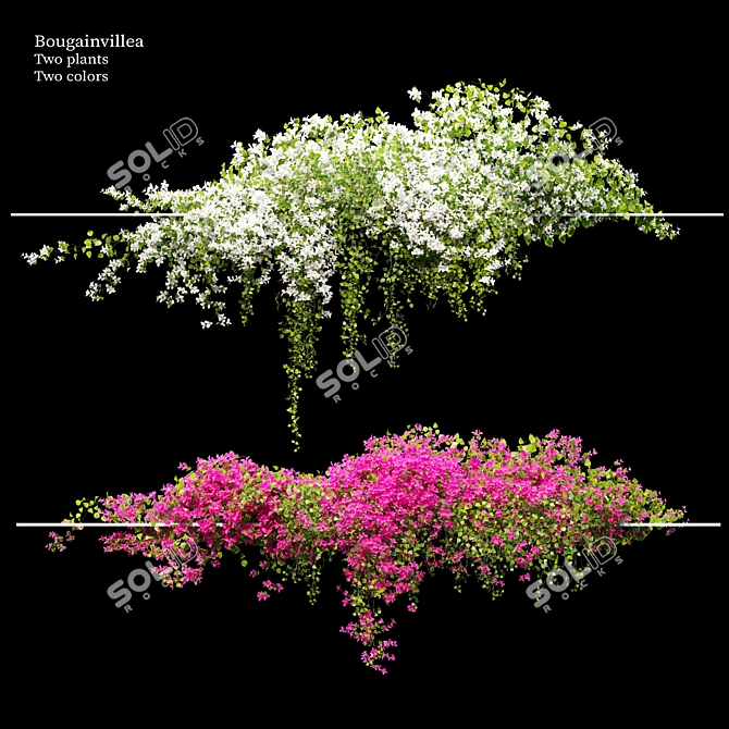 Dual-Colored Bougainvillea Vines 4m 3D model image 1