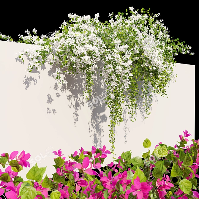 Dual-Colored Bougainvillea Vines 4m 3D model image 3