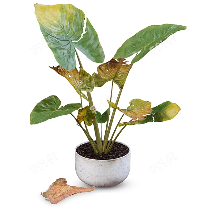 Exotic Caladium Elephant Ear 3D model image 3