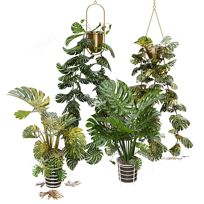 Swiss Cheese Plant Duo: Pendant and Pot 3D model image 1