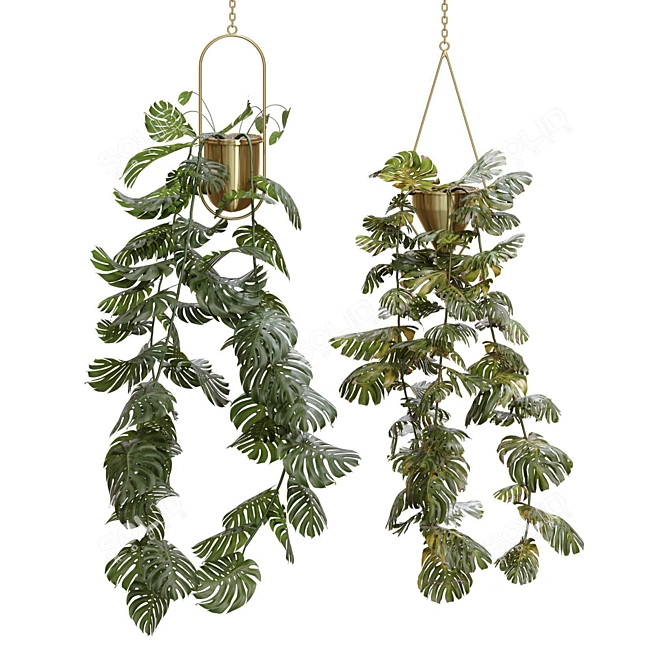 Swiss Cheese Plant Duo: Pendant and Pot 3D model image 2