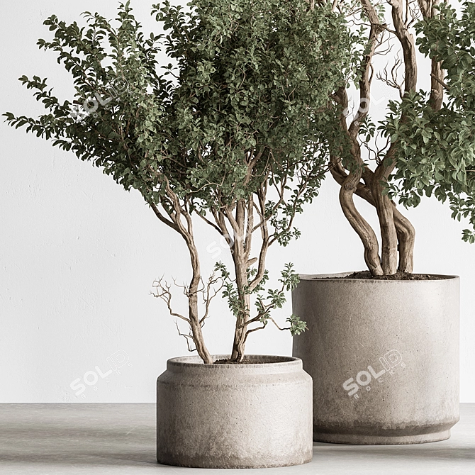 Decorative Tree in Potted Plant 3D model image 4