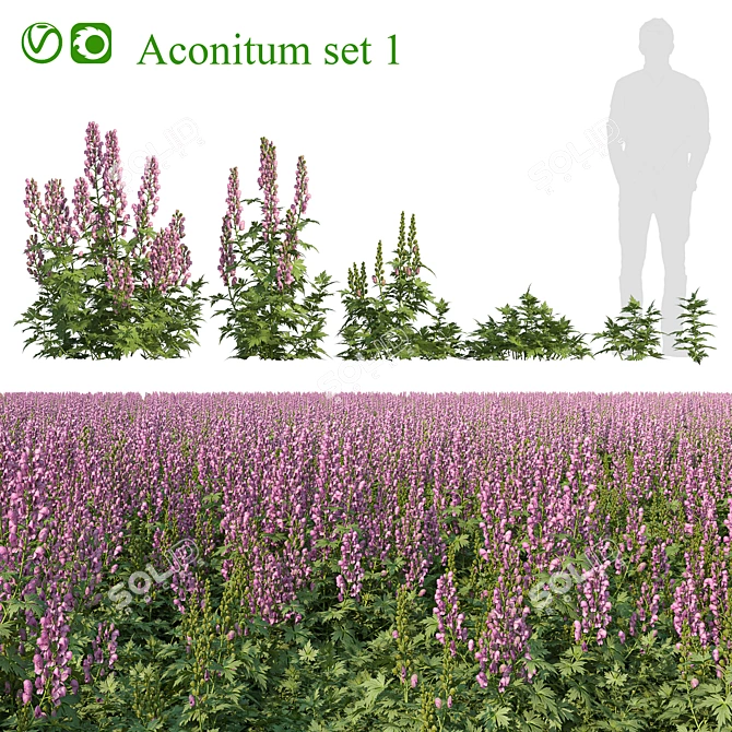 Aconitum Set 1 Variety Kit 3D model image 1