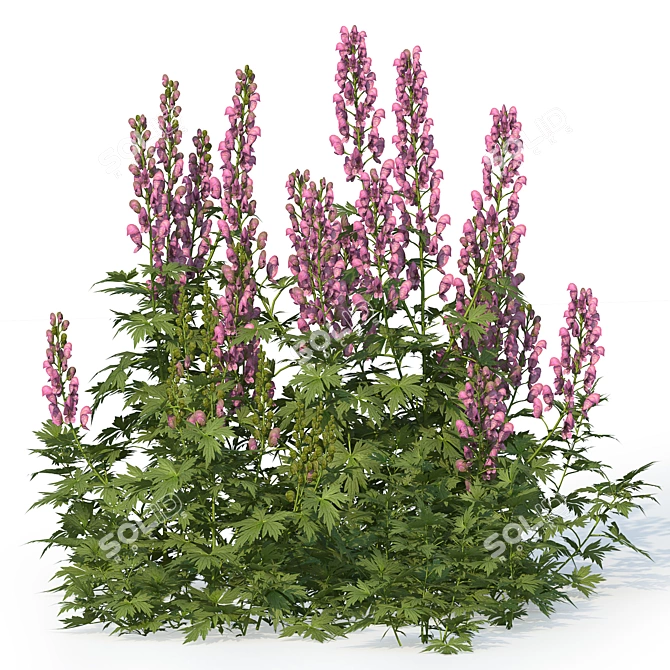 Aconitum Set 1 Variety Kit 3D model image 2