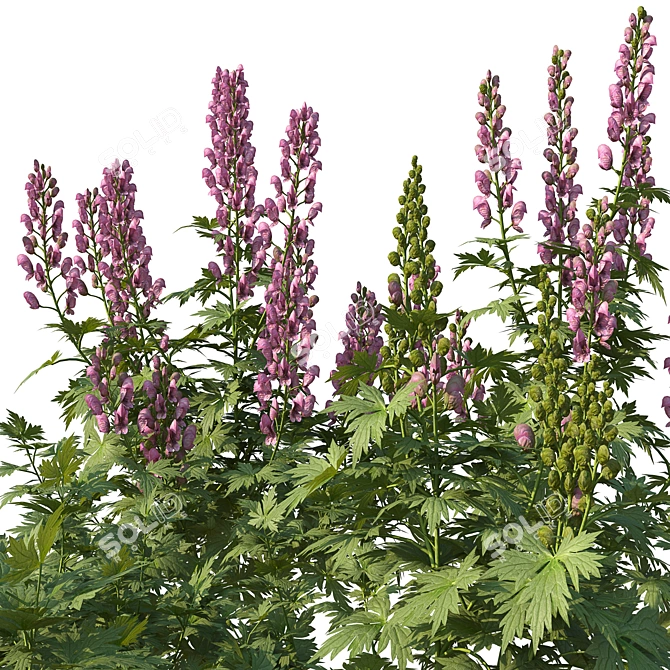 Aconitum Set 1 Variety Kit 3D model image 3