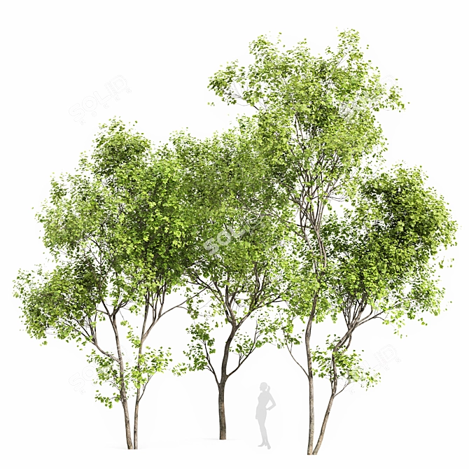 Maple 3D Tree Models Set 3D model image 5