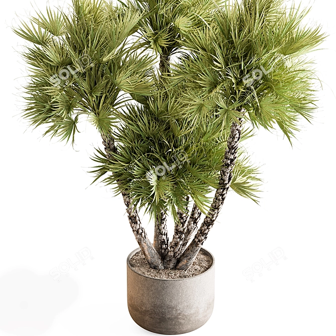  Tree in Pot 748 - Indoor 3D model image 2