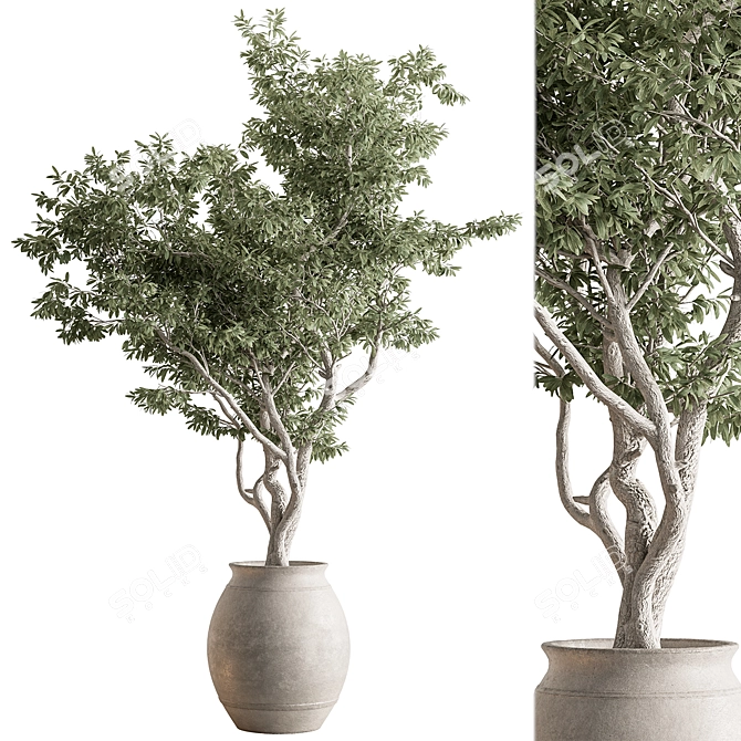 735 Tree in Pot 3D model image 1